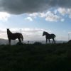 horse-silhoutte-1